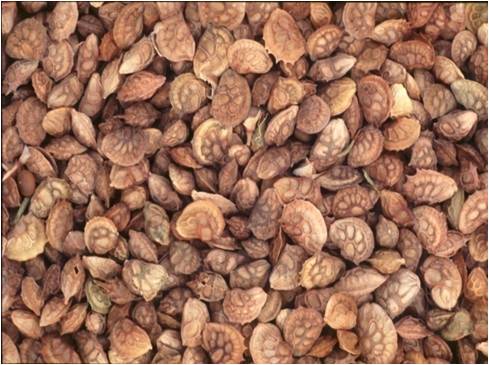 Onobrychis Viciifolia